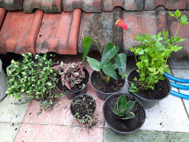 Tanaman Hias Bibit Tillandsia Usneoides