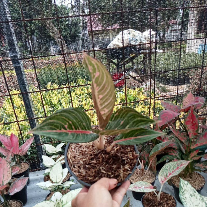 Aglonema Legacy Hijau