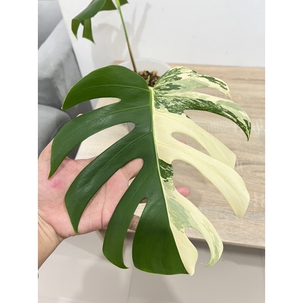 king monstera deliciosa variegata big size menuju 3 daun aktif