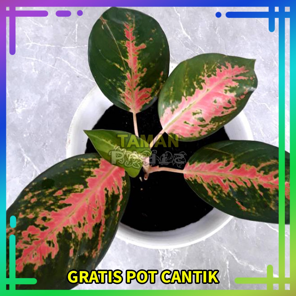 Tanaman Aglonema Paramuay/ Aglaonema Paramuai - Benih Tanaman Hias Aglonema