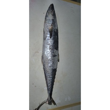 

Ikan Tenggiri Premium 1Kg up