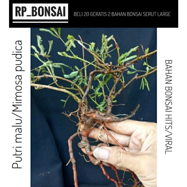 Bahan bonsai putri malu dongkelan