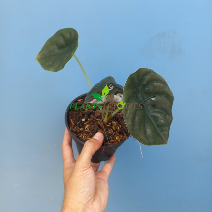 Tanaman Hias Alocasia Cuperea / Alocasia Tengkorak