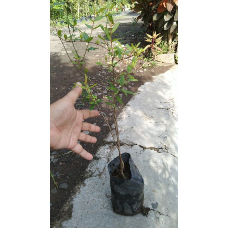 Bibit delima merah Mesir jumbo