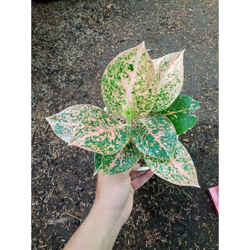 Aglonema stardust orange - aglaonema stardust orange - tanaman hias aglonema