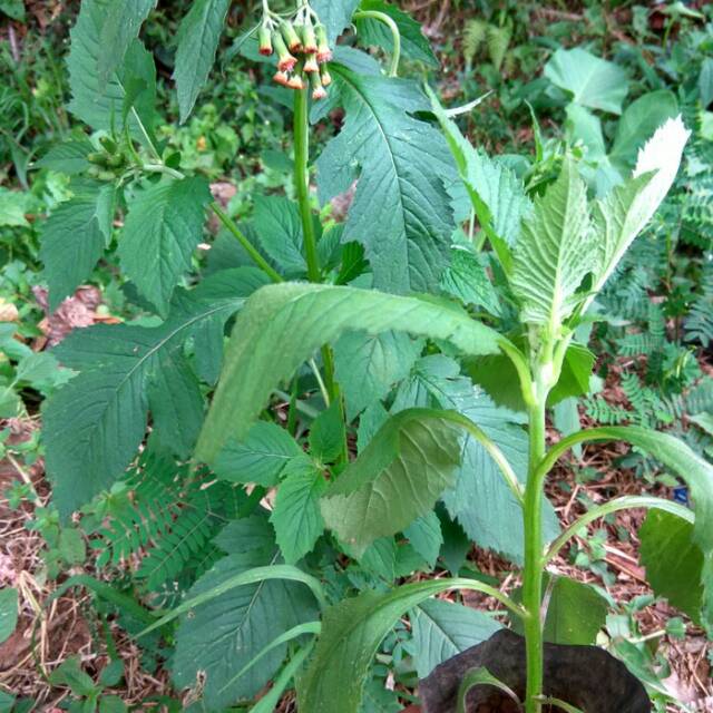 

Bunga sintrong segar 100 grm