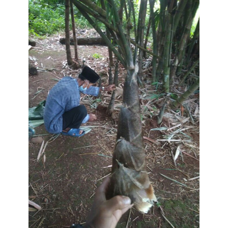 jual rebung bambu sayur