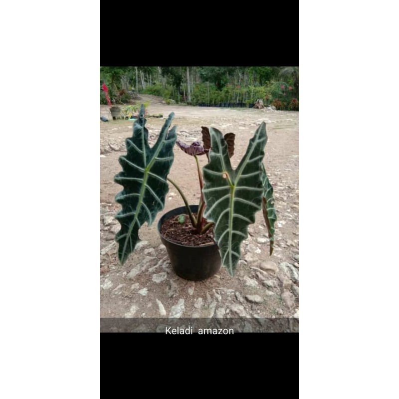 keladi amazon/ alocasia amazon