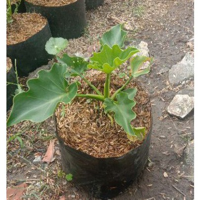 bunga philo dendron jari