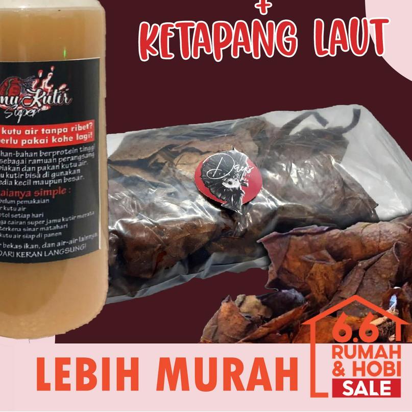 ☆ KUTIR SUPER KULTUR KUTU AIR + DAUN KETAPANG LAUT OLAHAN ✧