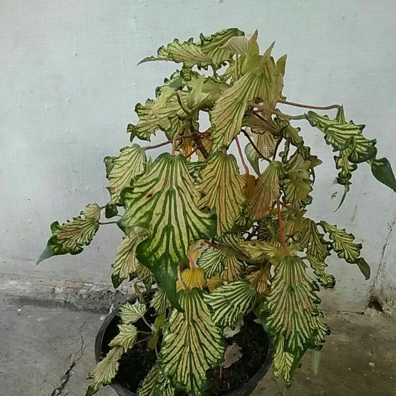 Tanaman Hias - Pohon Waru Wayang