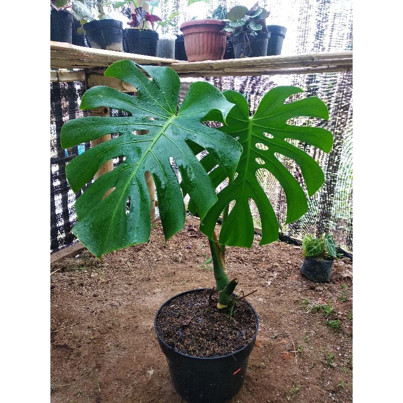 Monstera King Daun besar