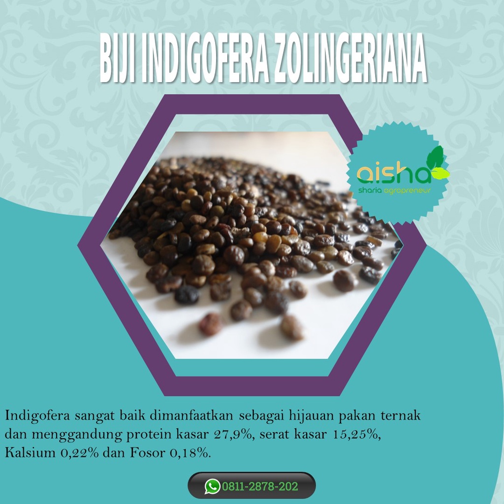 ASLI indigofera sp indigofera murah indigofera kelinci indigofera zollingeriana indigofera pakan ter