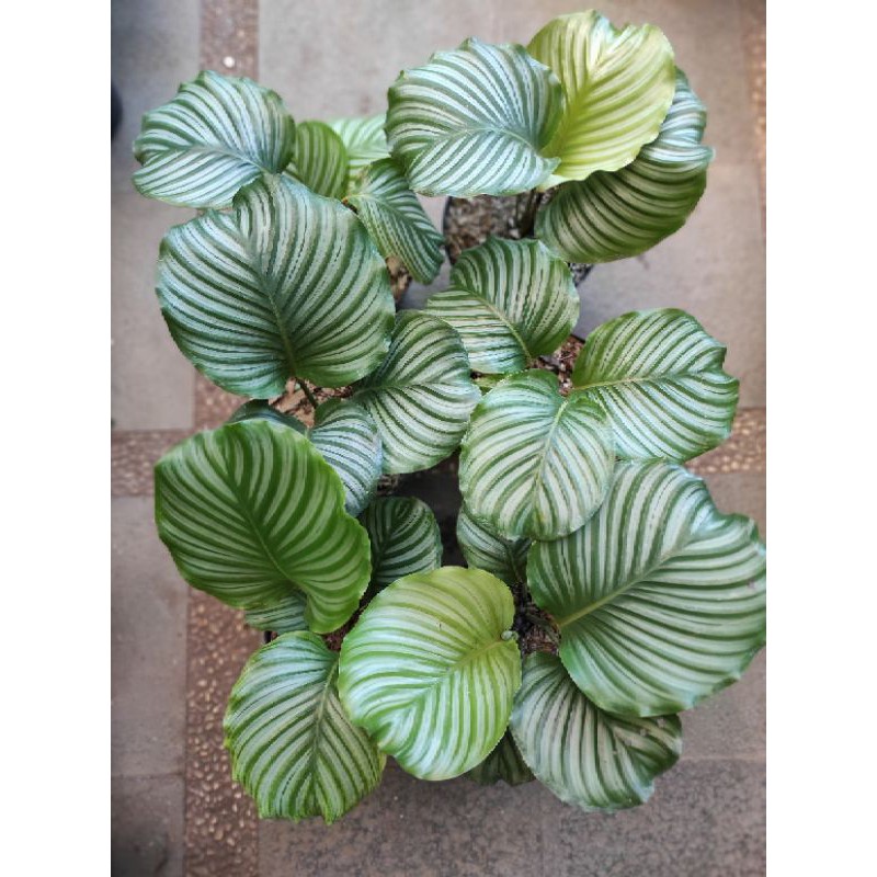  Calathea  Orbifolia  Calathea  Orbi Calathea  Shopee 