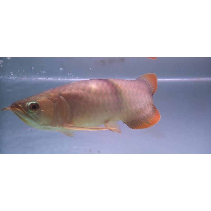 Arowana|Arwana|SR|SuperRed|Blood