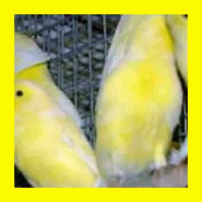 43++ Harga burung parkit lokal kuning terbaru