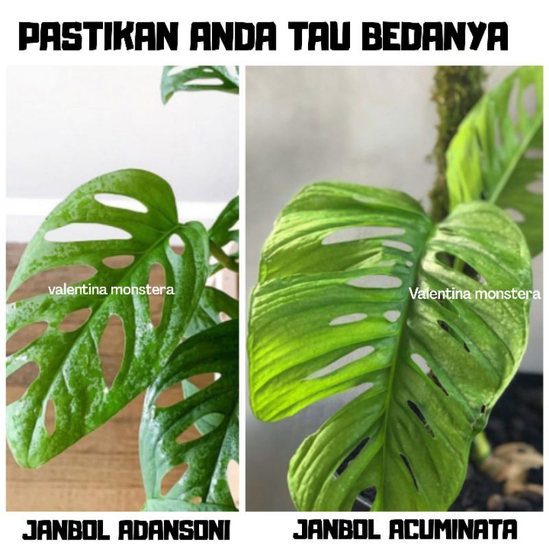 Bibit Monstera Acuminata Janda Bolong Acuminata Shopee Indonesia