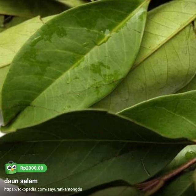 

Daun salam 20gr