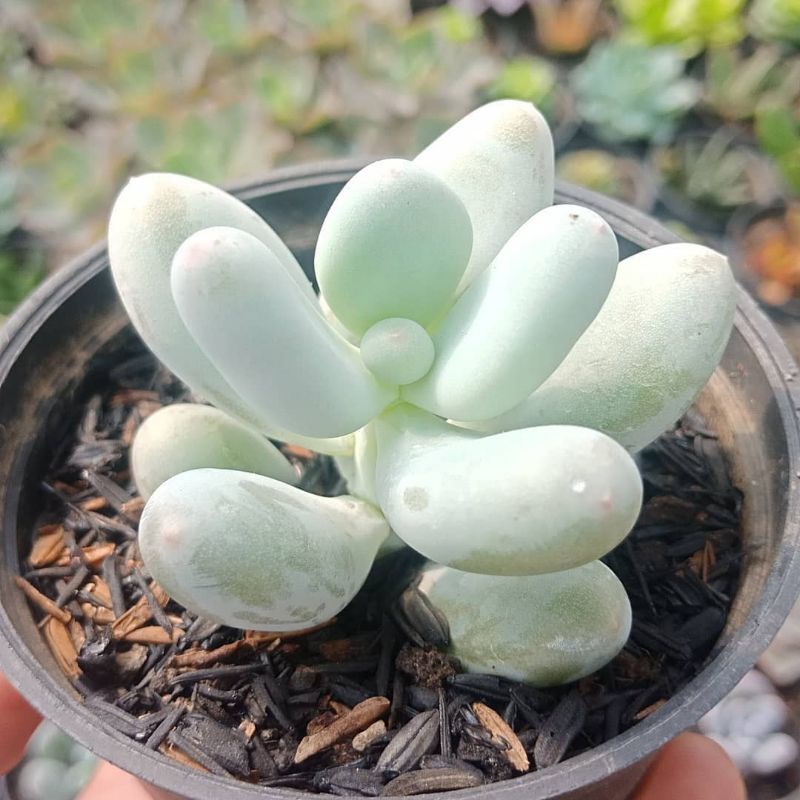 Sukulen Sekulen Sedum Moonstone / Pachyphytum Oviferum - Sukulen Bandung