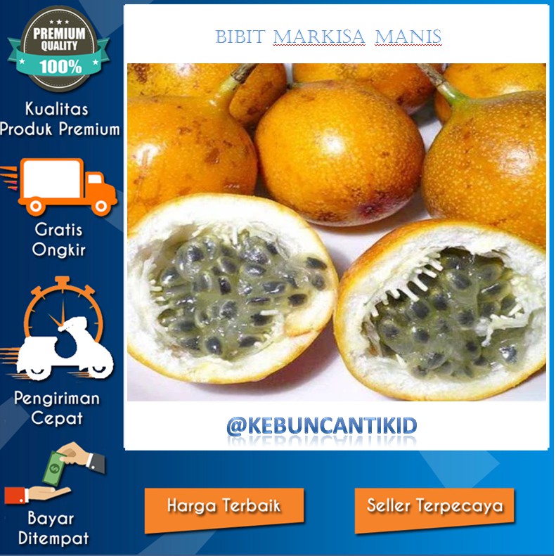 BIBIT MARKISA UNGGUL / BIBIT MARKISA KUNING MANIS MASAM TERLARIS