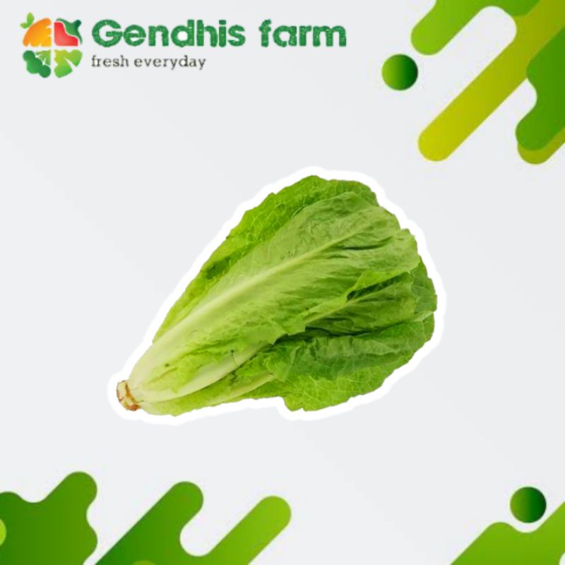 

Romaine Lettuce Segar [250 g]