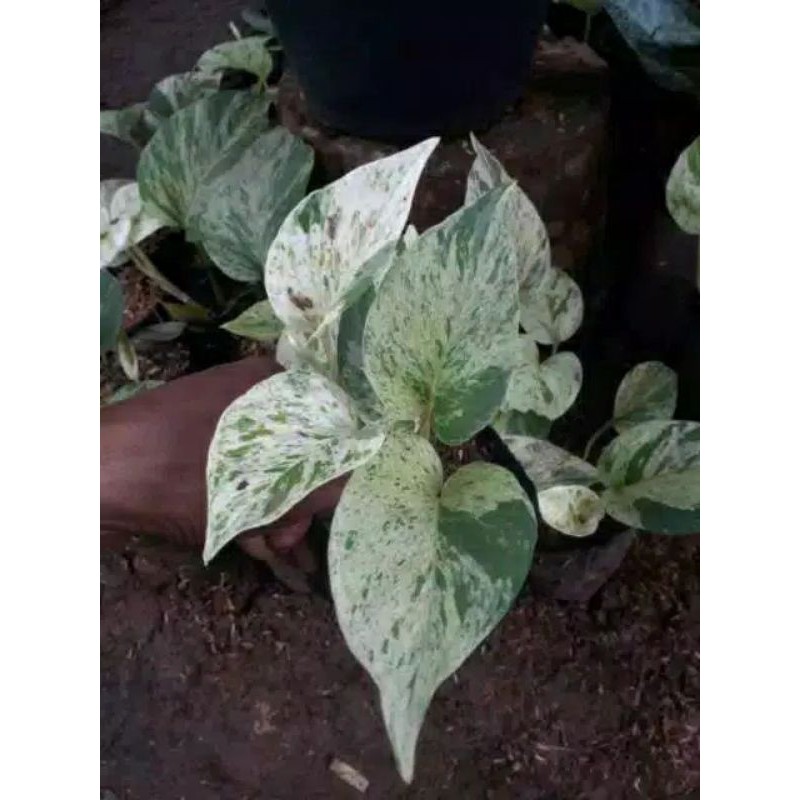 srigading varigata - srigading putih