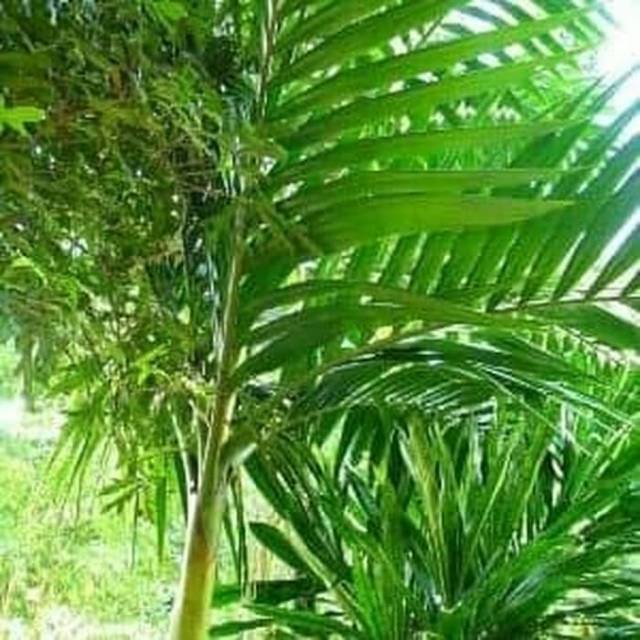 

Daun pohon pinang segar 1 kg