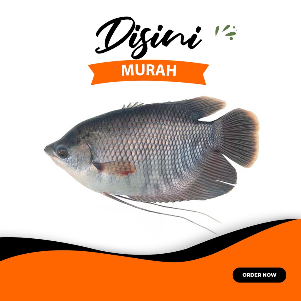 

ikan gurame segar