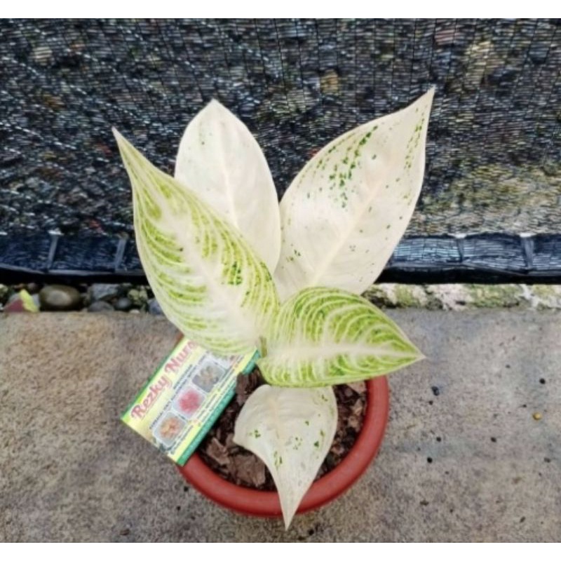 Murah bonggol/Akar aglonema legacy salju