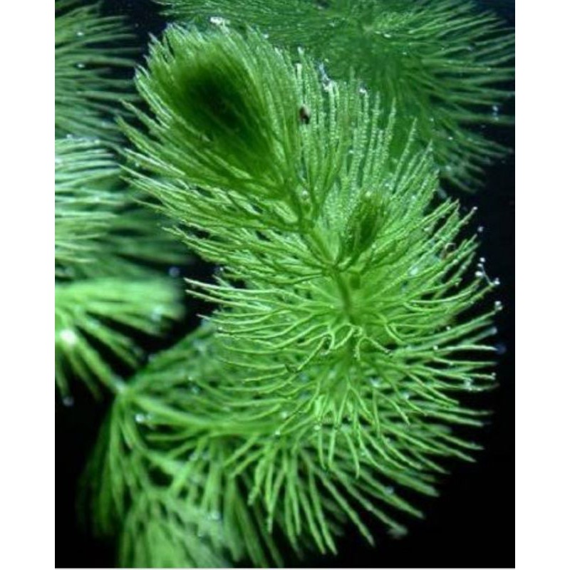 Hornwort dayimersum ganggang air tawar tanaman aquascape