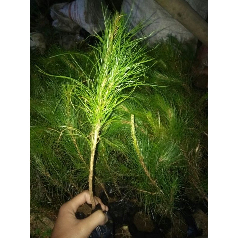 Bibit Pohon Pinus/Bibit Pinus