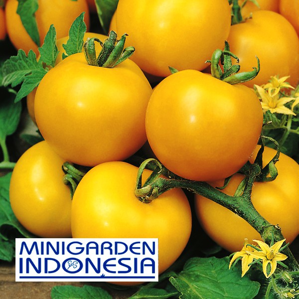 BENIH TOMAT CHERRY KUNING GOLDEN SUNRISE 3 BIJI bibit sayur buah tomat mini kuning F1 FOTHERGILLS bibit tanaman sayur sayuran / buah ceri chery cherry