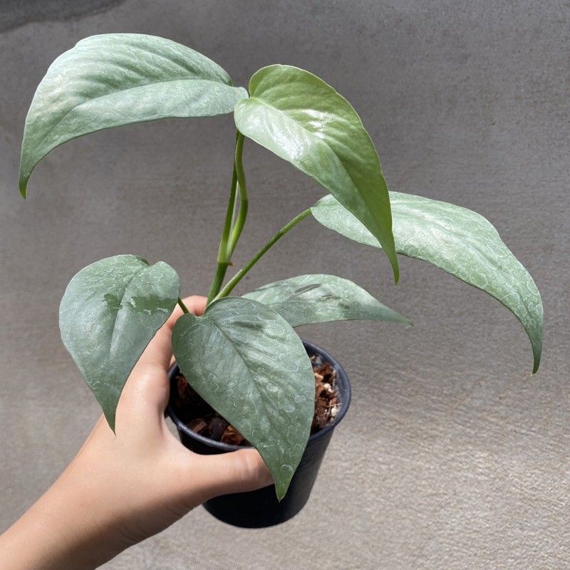 epipremnum cebublue silver