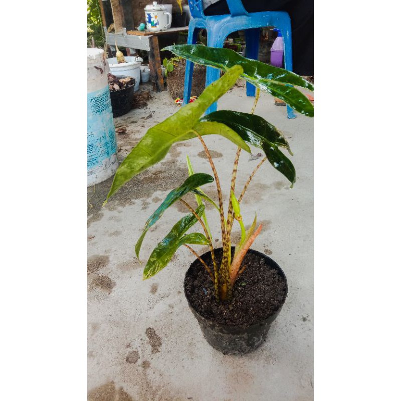 Bonggol Kecil Alocasia Zebrina sulawesi
