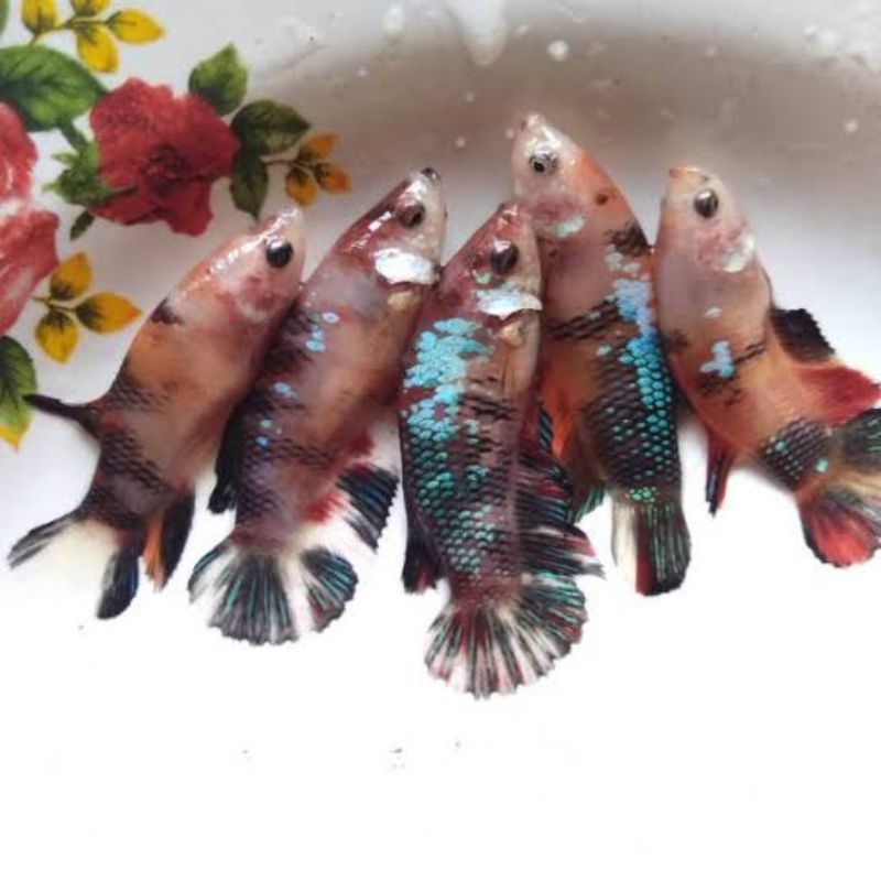 CUPANG PK NEMO GALAXY BETINA