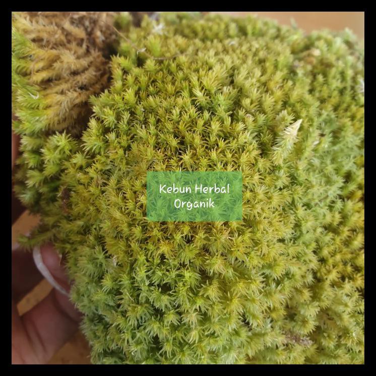 

Diskon 1Kg Lumut Hidup Limited Langka