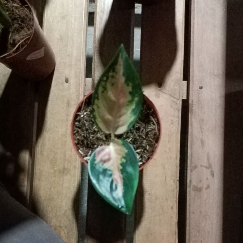 bunga aglonema baby Sultan Brunai