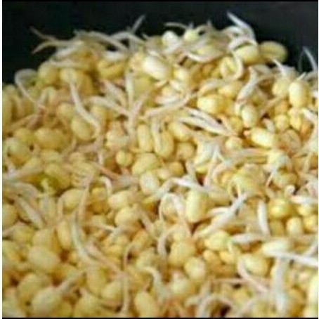 

Toge pendek, soto / 250 gram