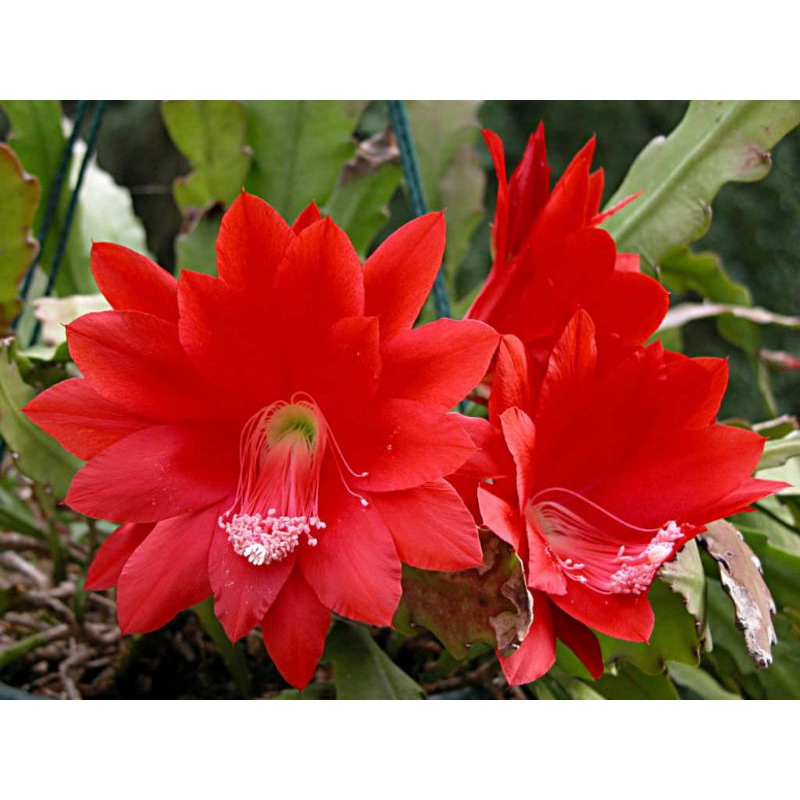 FahriOrchid - Wijayakusuma merah darah, Epiphyllum ackermannii