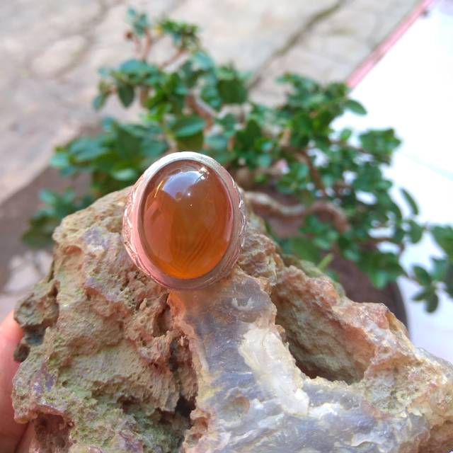 Cimpago madu tapak koa
