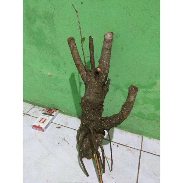 bahan dongkelan bonsai iprik