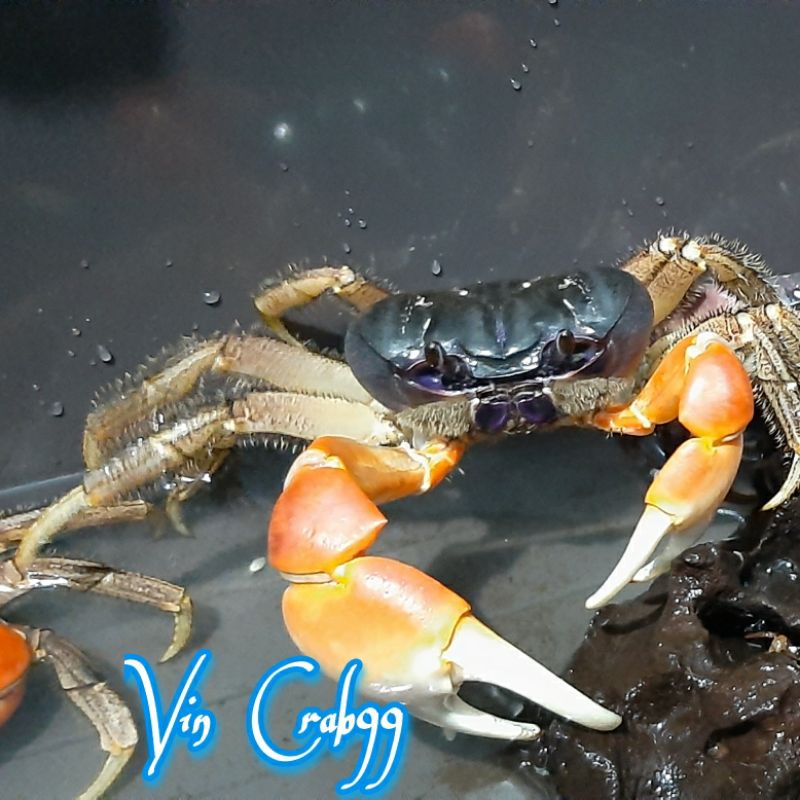 Kepiting Hias (Discoplax Magna) Jumbo