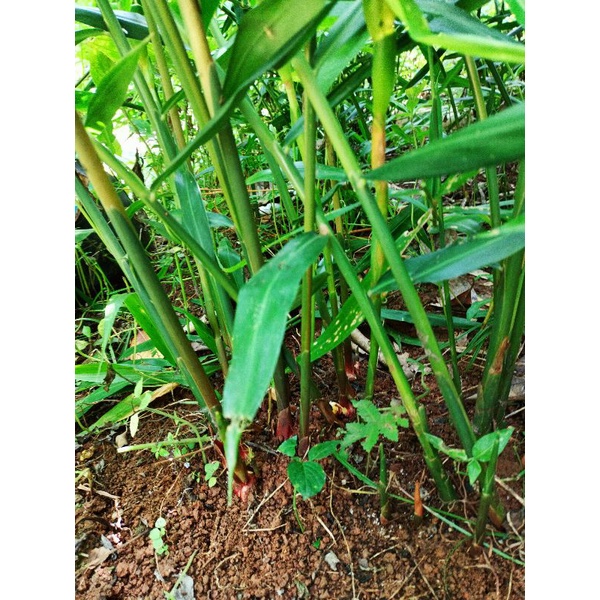 

Daun jahe merah per 250 gram untuk pengobatan