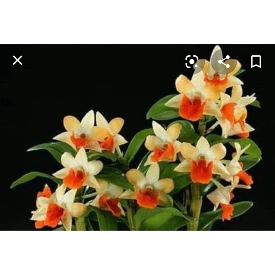 Frosty orange x merry down