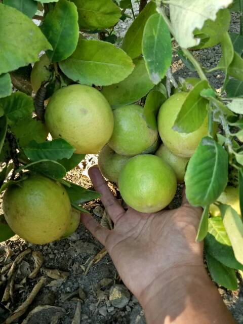 

Buah lemon lokal segar 1 kg