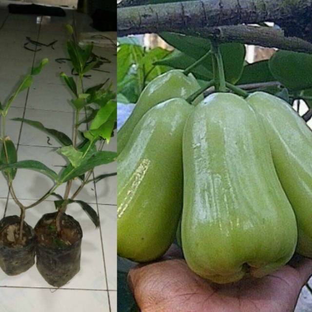 Bibit jambu air deli madu