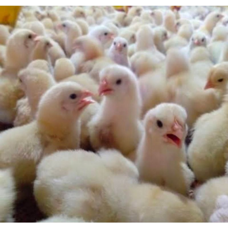 DOC AYAM BROILER 1 Box isi 102 Ekor