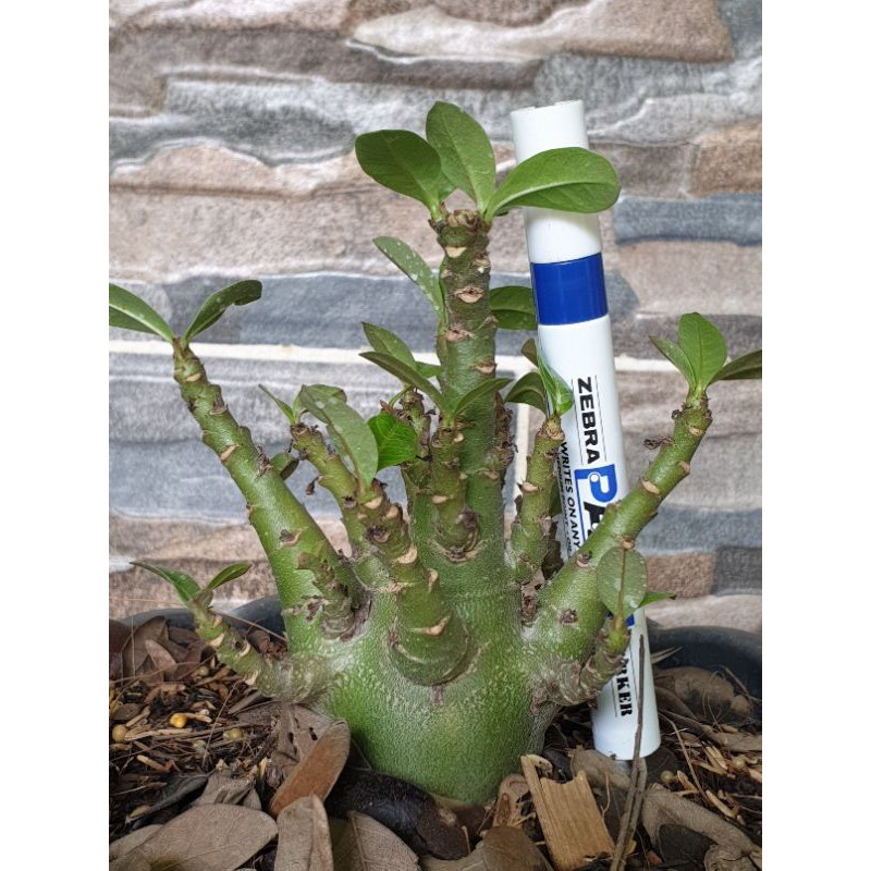 Adenium Karakter  / Kamboja Jepang Godji Pure / Ori