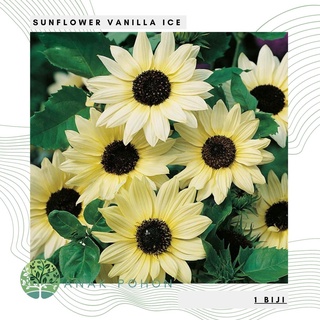 SUNFLOWER Vanilla Ice 30 seeds