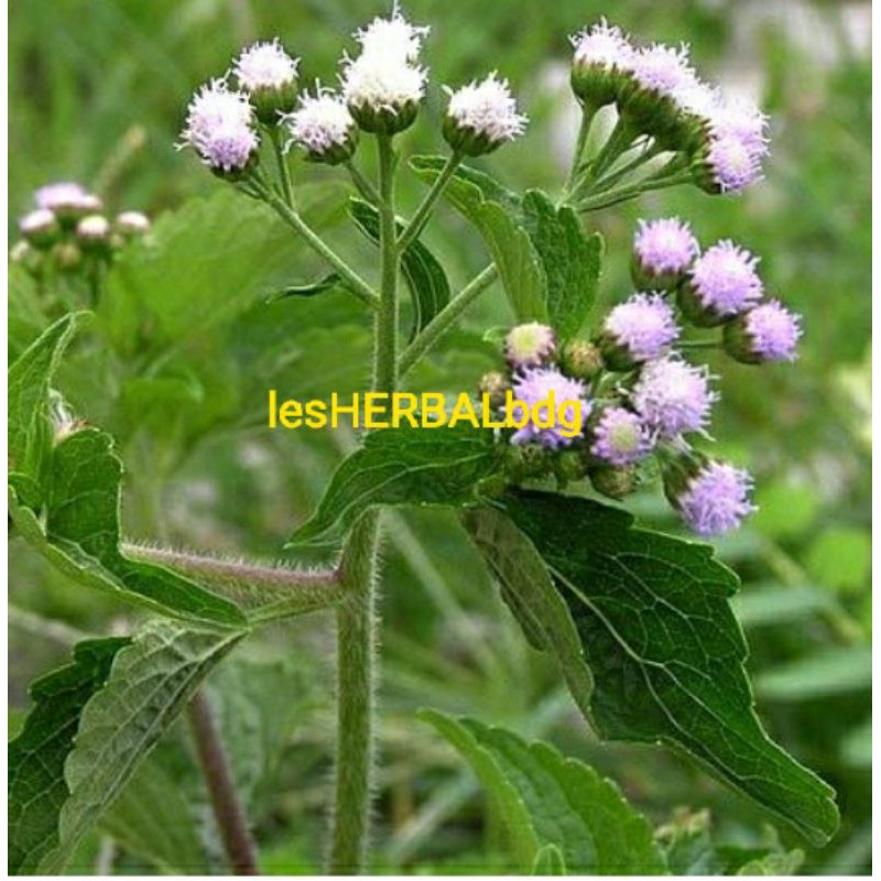 

daun bandotan segar per1kg